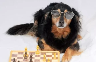 Wie intelligente Haustier -Geräte die Art und Weise verändern, wie wir uns um unsere Haustiere kümmern