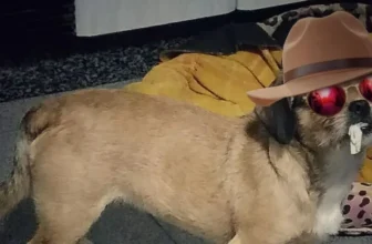 Wie intelligente Haustiergeräte helfen, Tierhalter zu behandeln