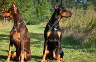 Wie intelligente Sensoren Ihr Verständnis des Verhaltens Ihres Haustieres verbessern können